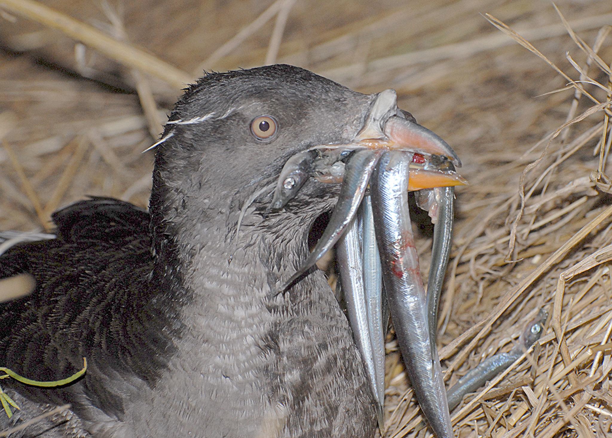 An adult rhinoceros auklet returns to Protection Island, west of Port Townsend, with a bill full of sandlance to feed its chick. Since May, scientists have been trying to figure out why hundreds of the birds are washing ashore dead in the eastern part of the Strait of Juan de Fuca. (Peter Hodum)