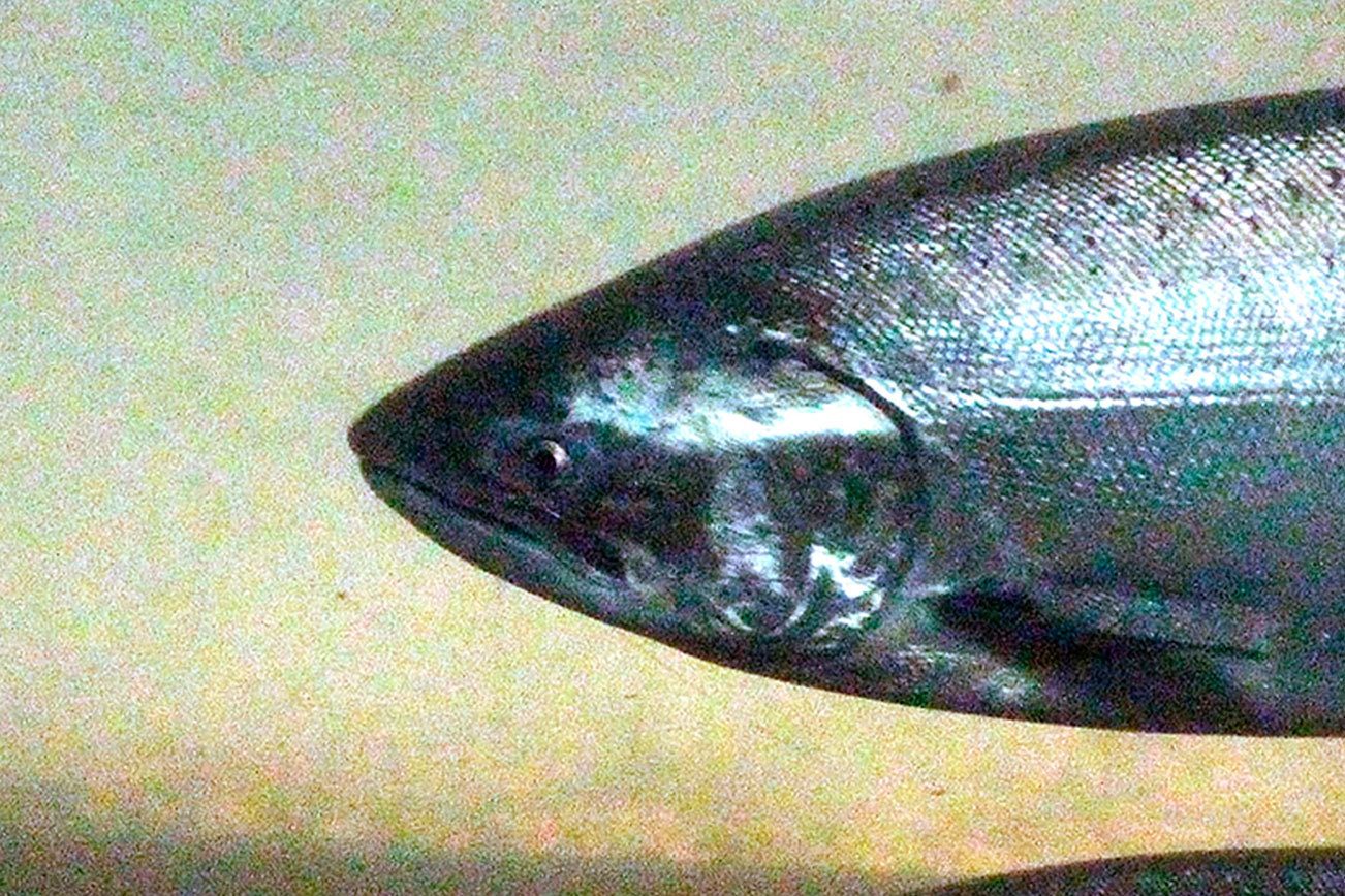 Regulators approve clean-water rules connected to fish consumption