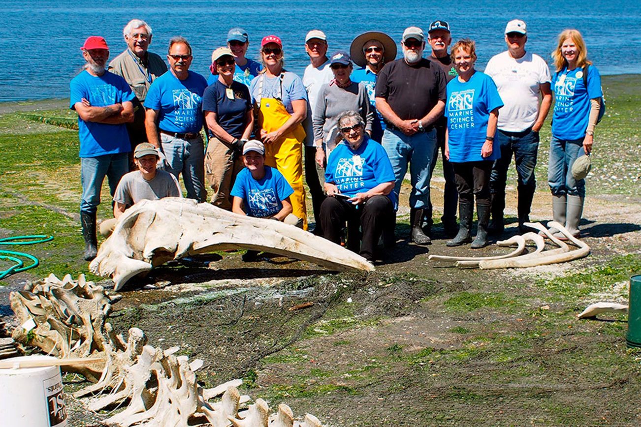 Gray whale bones being prepared for exhibit at Port Townsend Marine Science Center