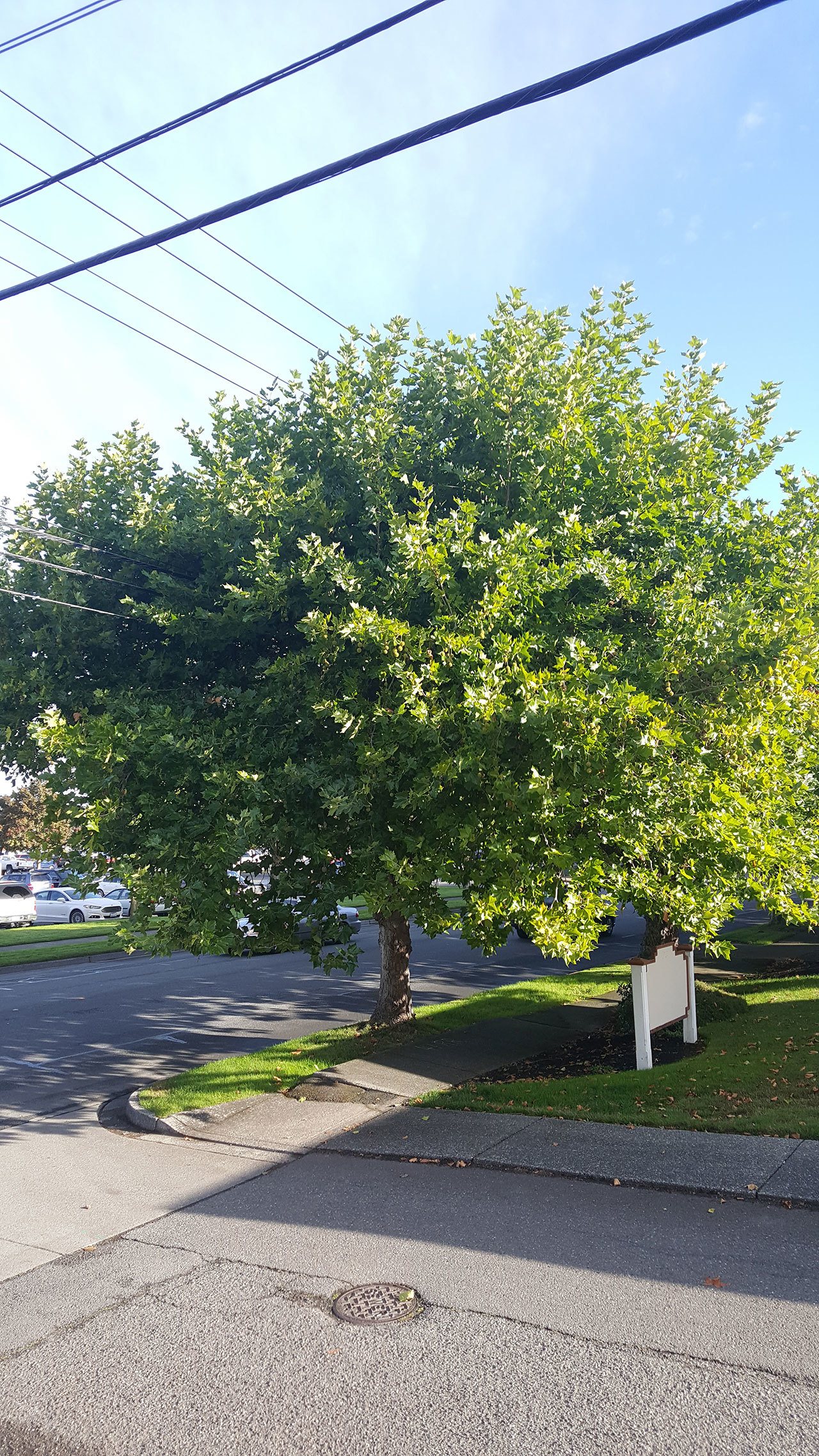 Andrew May/for Peninsula Daily News