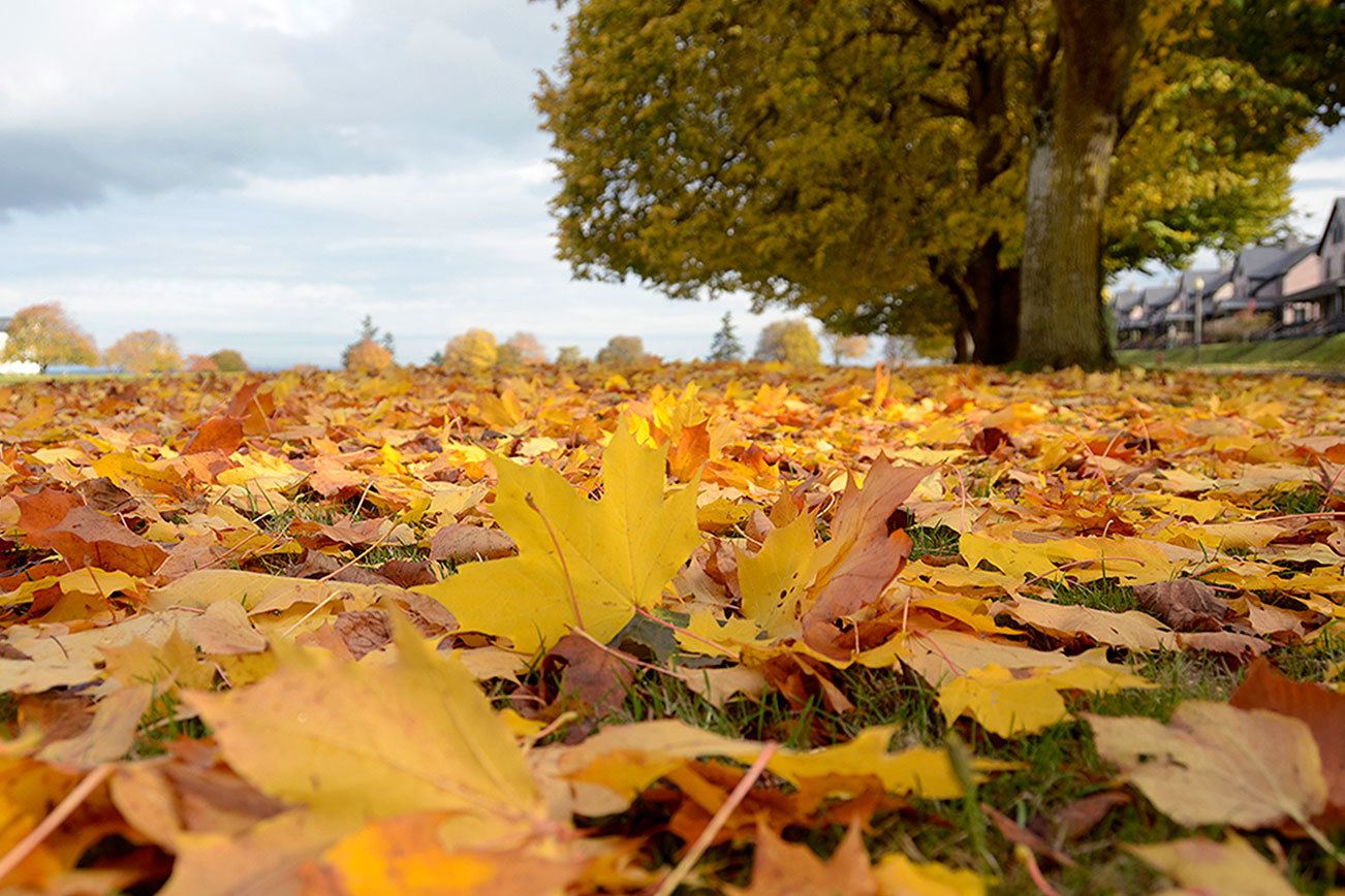 Peninsula fall foliage primed for viewing