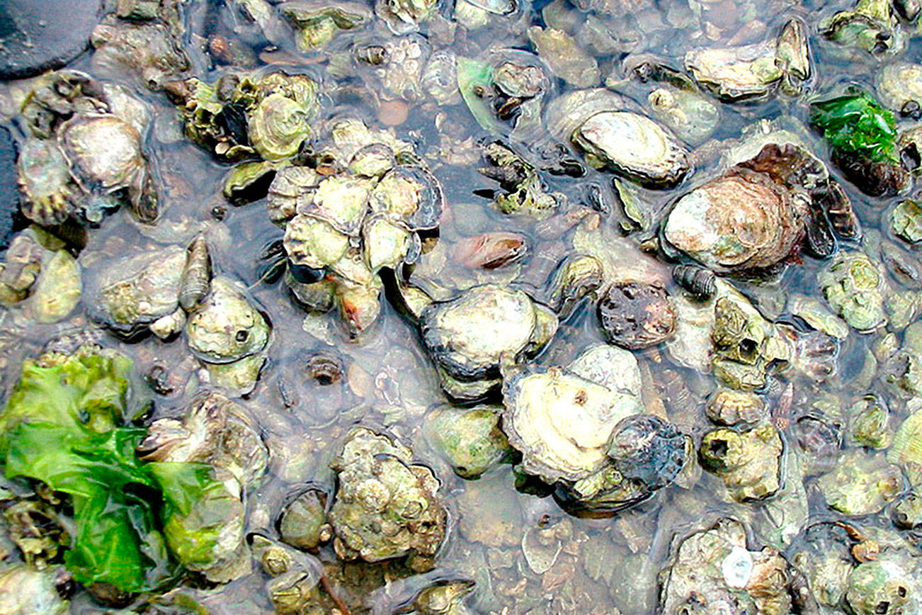 OUTDOORS: Oyster, clam rules modified, most seasons open or open soon