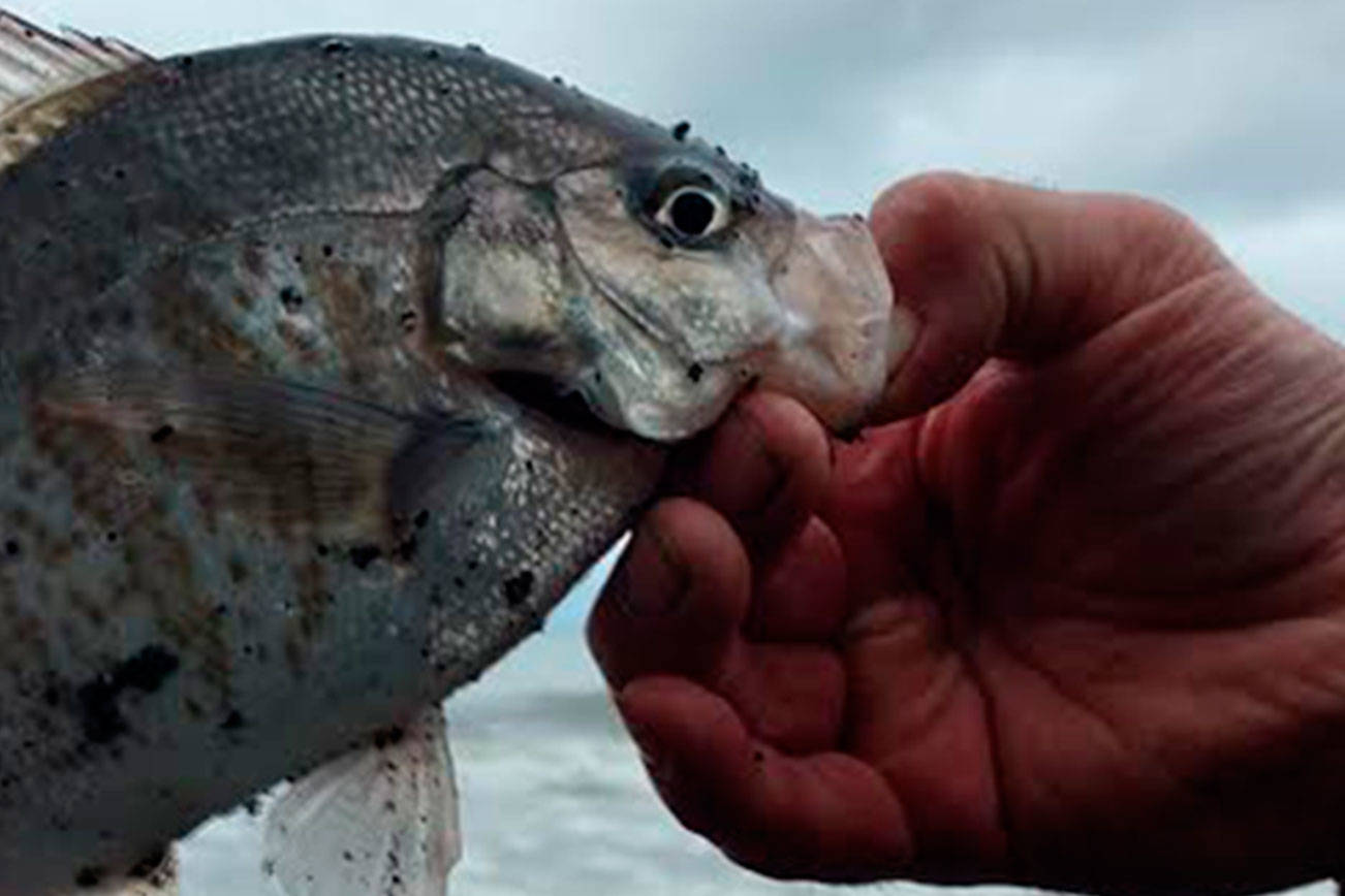 WEST END NEIGHBOR: There’s always plan B