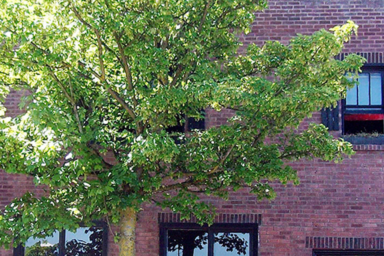 BACK WHEN: Port Angeles residents share memories of now-vacant building