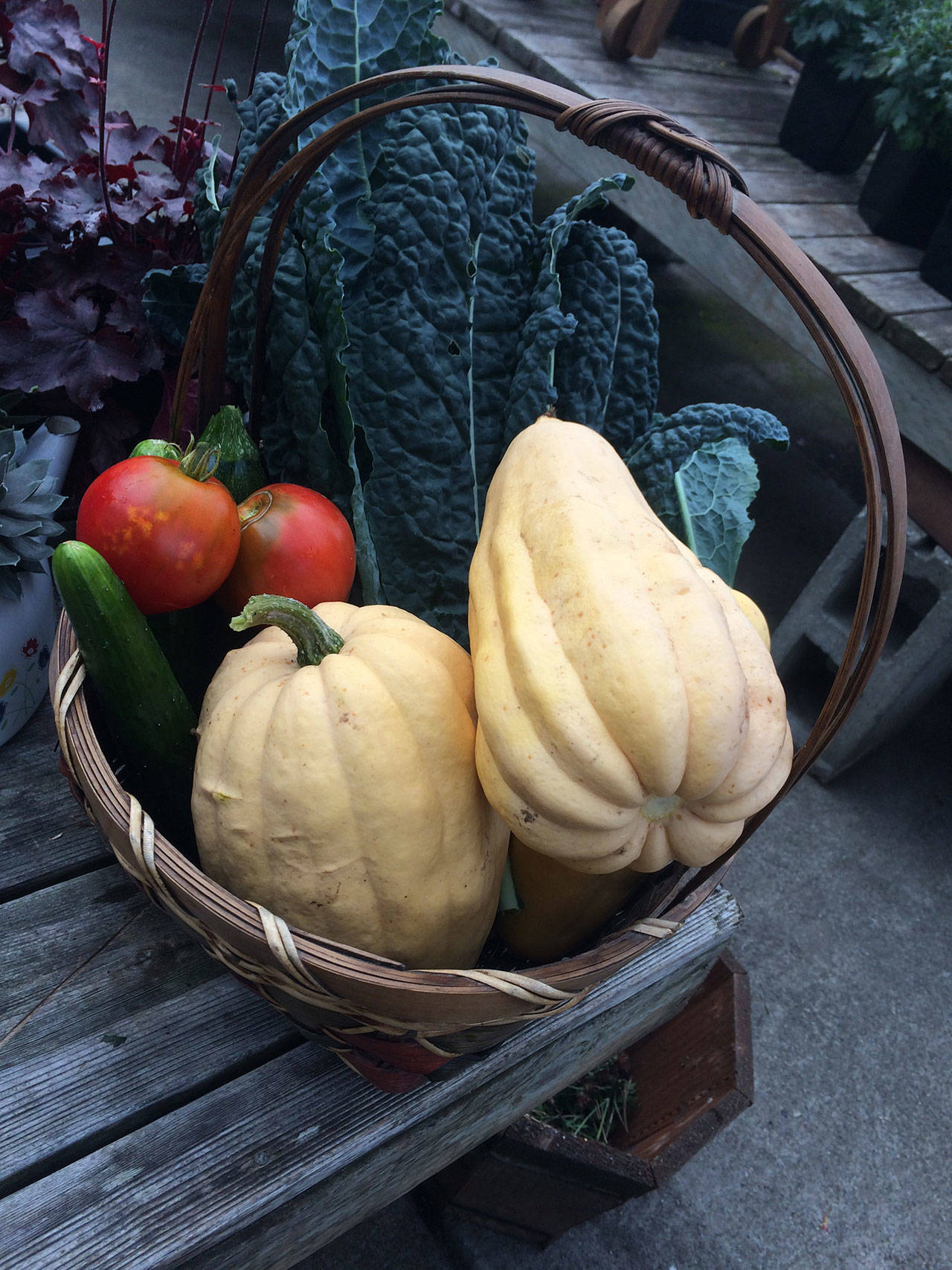 A basket at Sprouting Hope Greenhouse holds an October harvest of acorn squash, tomatoes, kale and cucumber. (Betsy Wharton/for Peninsula Daily News)