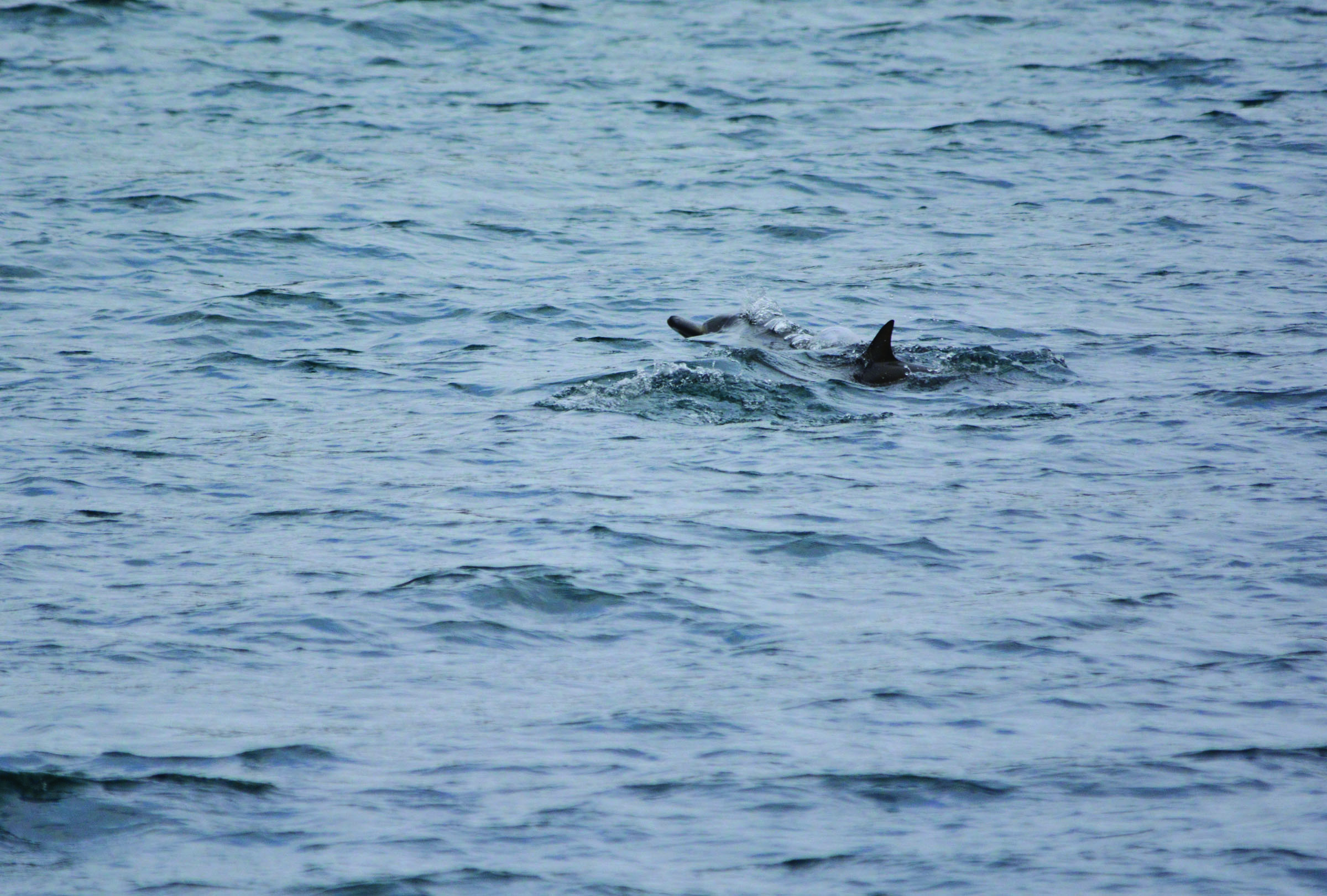 What is thought to be a short-beaked common dolphin swims Saturday in Port Angeles Harbor. (Lee Leddy)