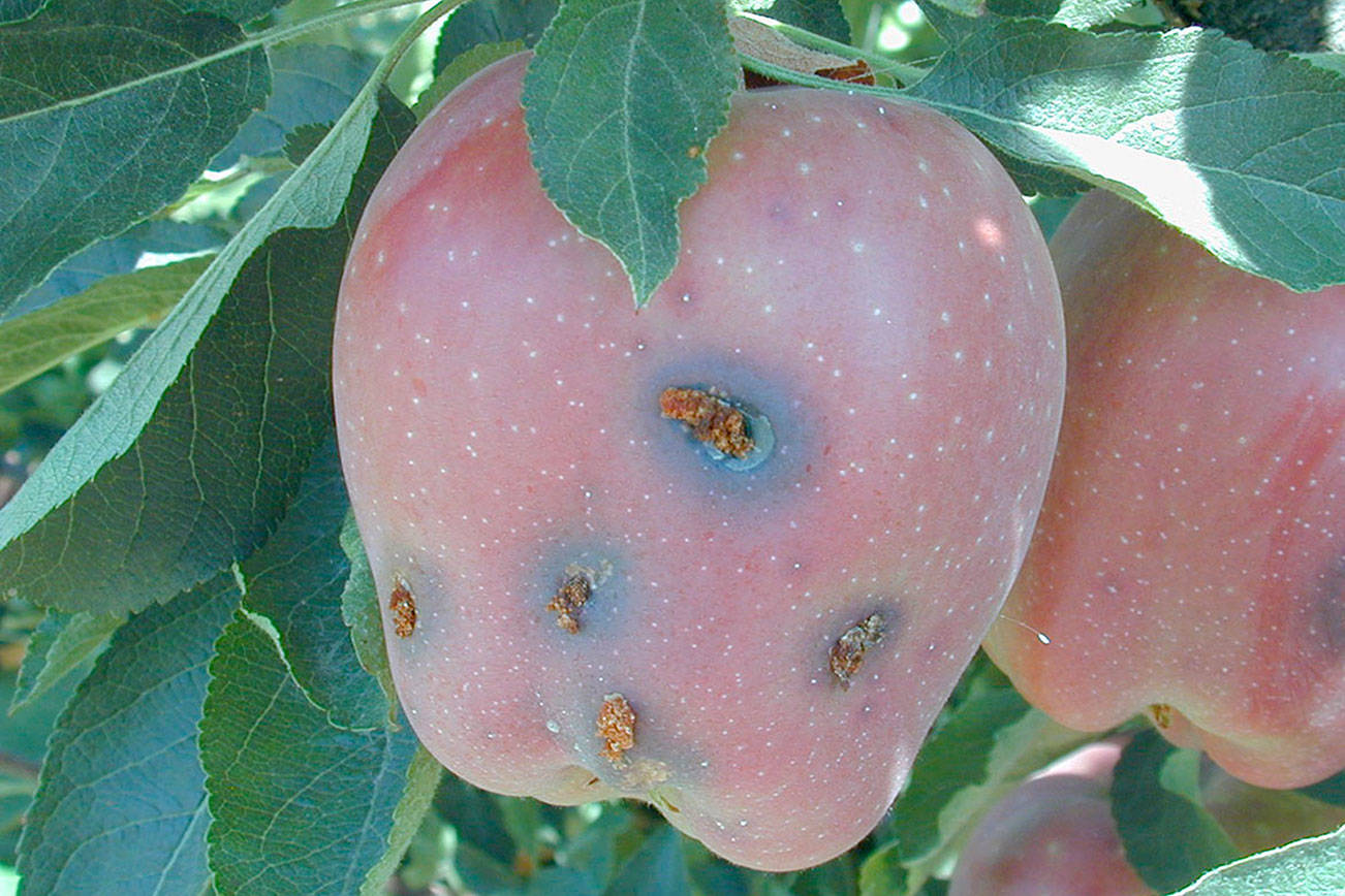 Clallam, Jefferson counties see cases of codling moths in apple orchards