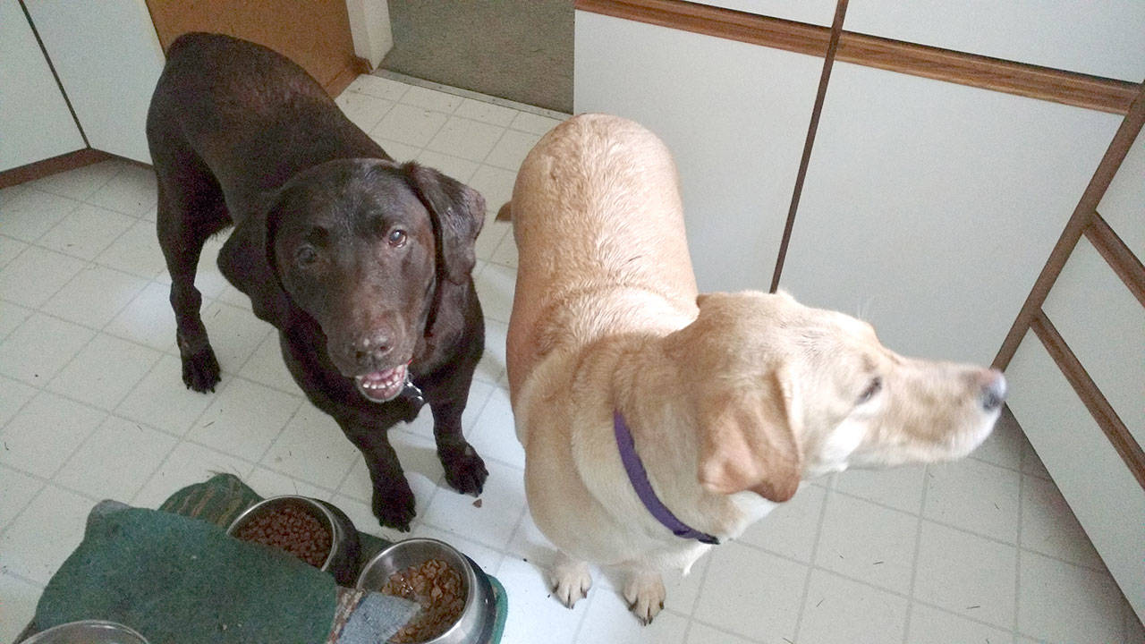 Brown Dawg and Yellow Dawg hold down the fort while their human, Jim Felder, goes out of town. (Zorina Barker/for Peninsula Daily News)