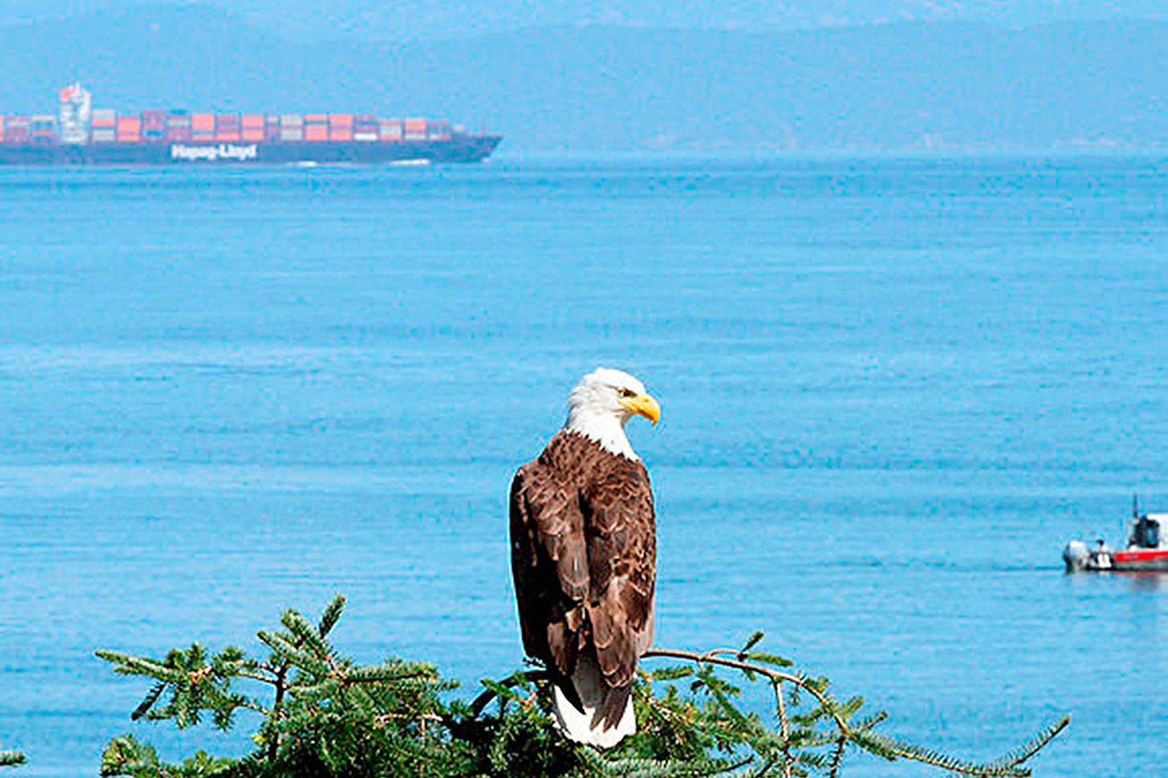 OUTDOORS: Winter great time of year for birding on the North Peninsula