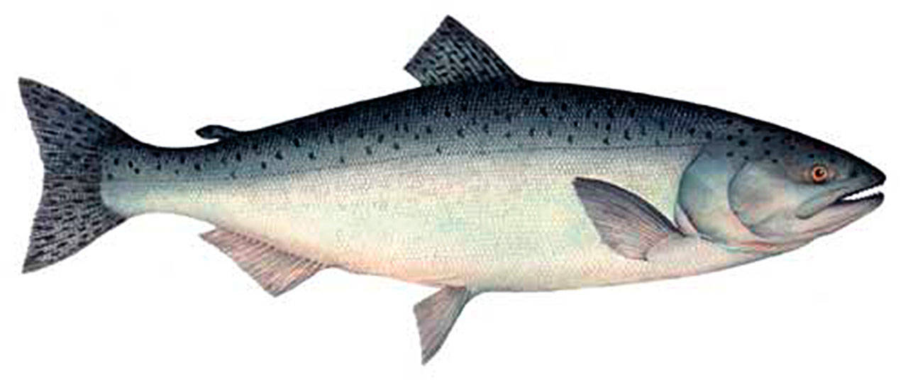 OUTDOORS: Salmon forecast for 2018