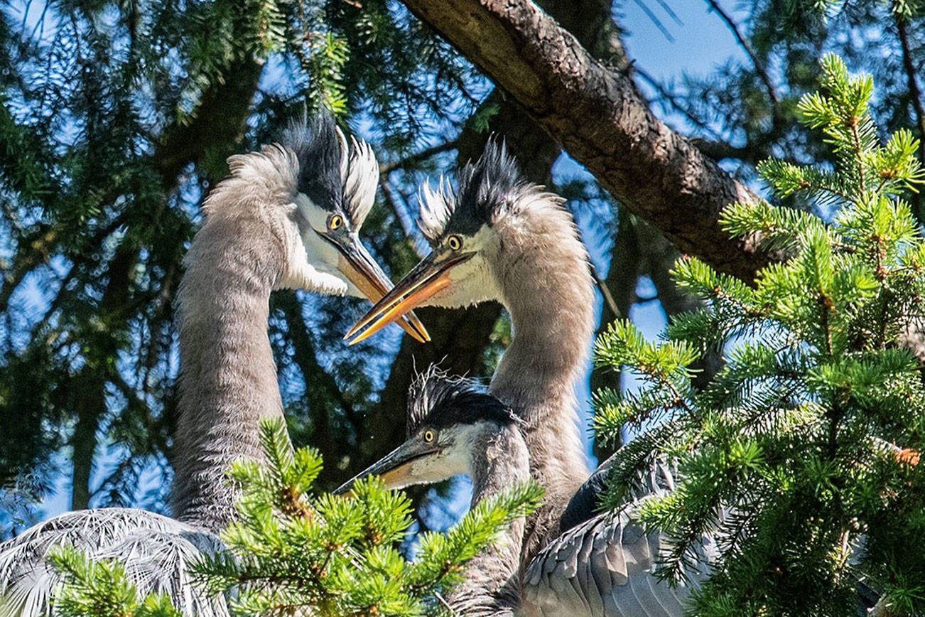 Neighbors, border collie save heron after fall from nest