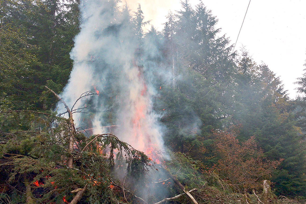 WEST END NEIGHBOR: Perfect end for an old hemlock