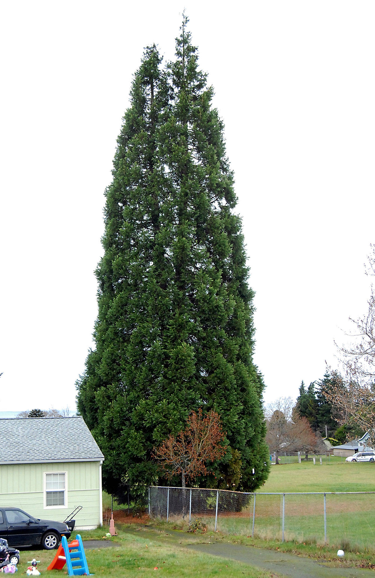 A sequoia tree at the edge of Lions Park in Port Angeles, shown Wednesday, is slated for removal by the city because of safety concerns and property damage caused by its roots. (Keith Thorpe/Peninsula Daily News)