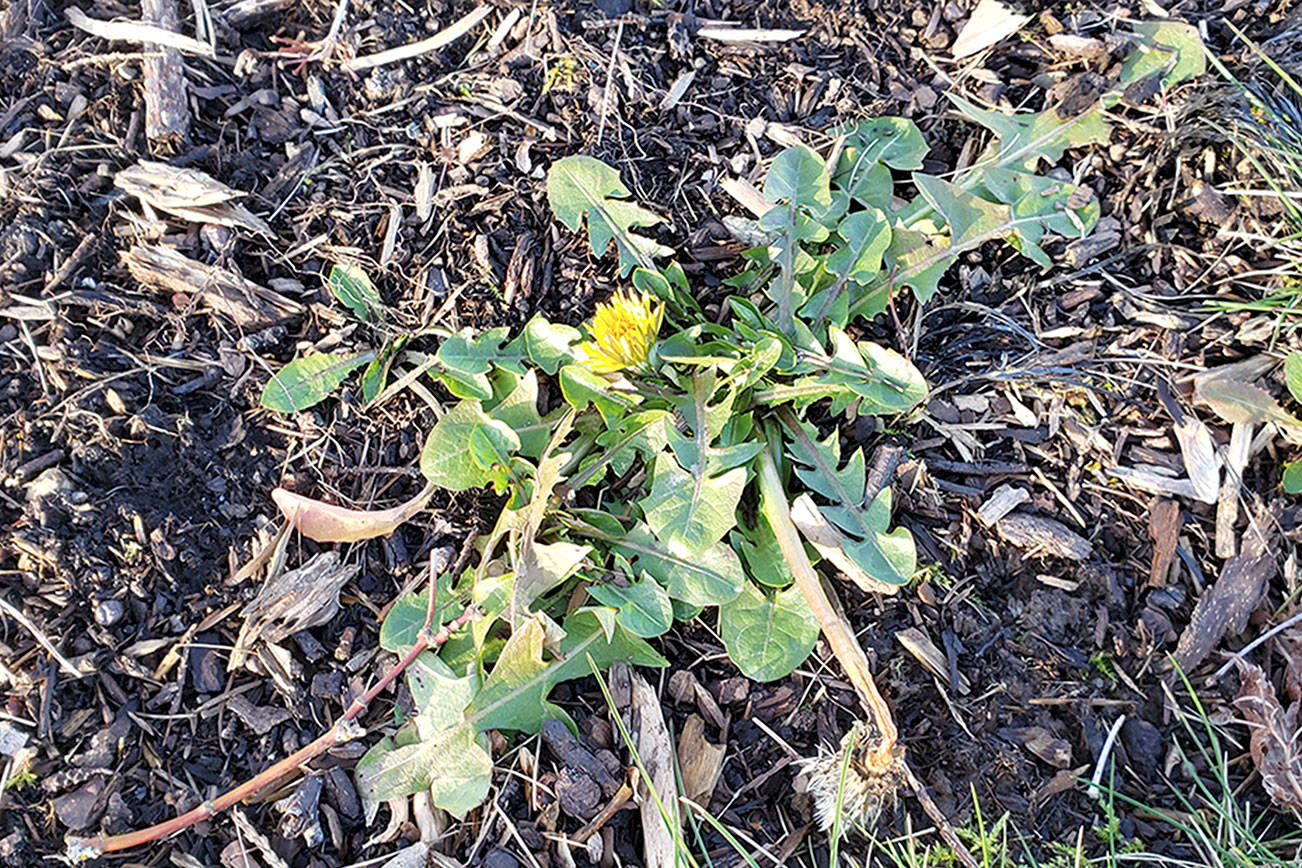 A GROWING CONCERN: Stepping towards spring