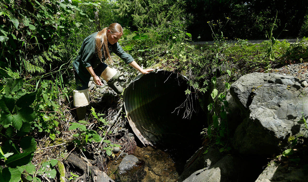 In 2015, Melissa Erkel, a fish passage biologist with the state Department of Fish and Wildlife, looks at a culvert along the north fork of Newaukum Creek near Enumclaw. (The Associated Press)