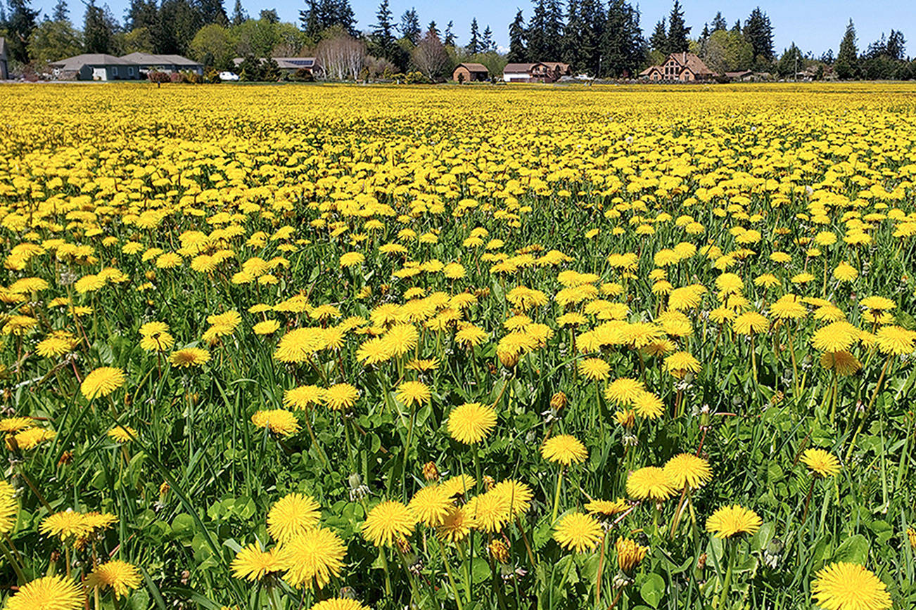 A GROWING CONCERN: An homage to the humble dandelion