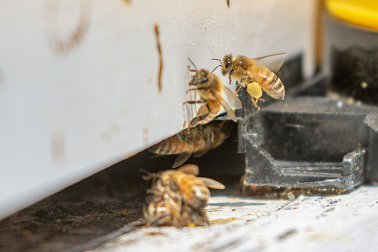 Clallam Bay Corrections Center inmates work in beekeeping