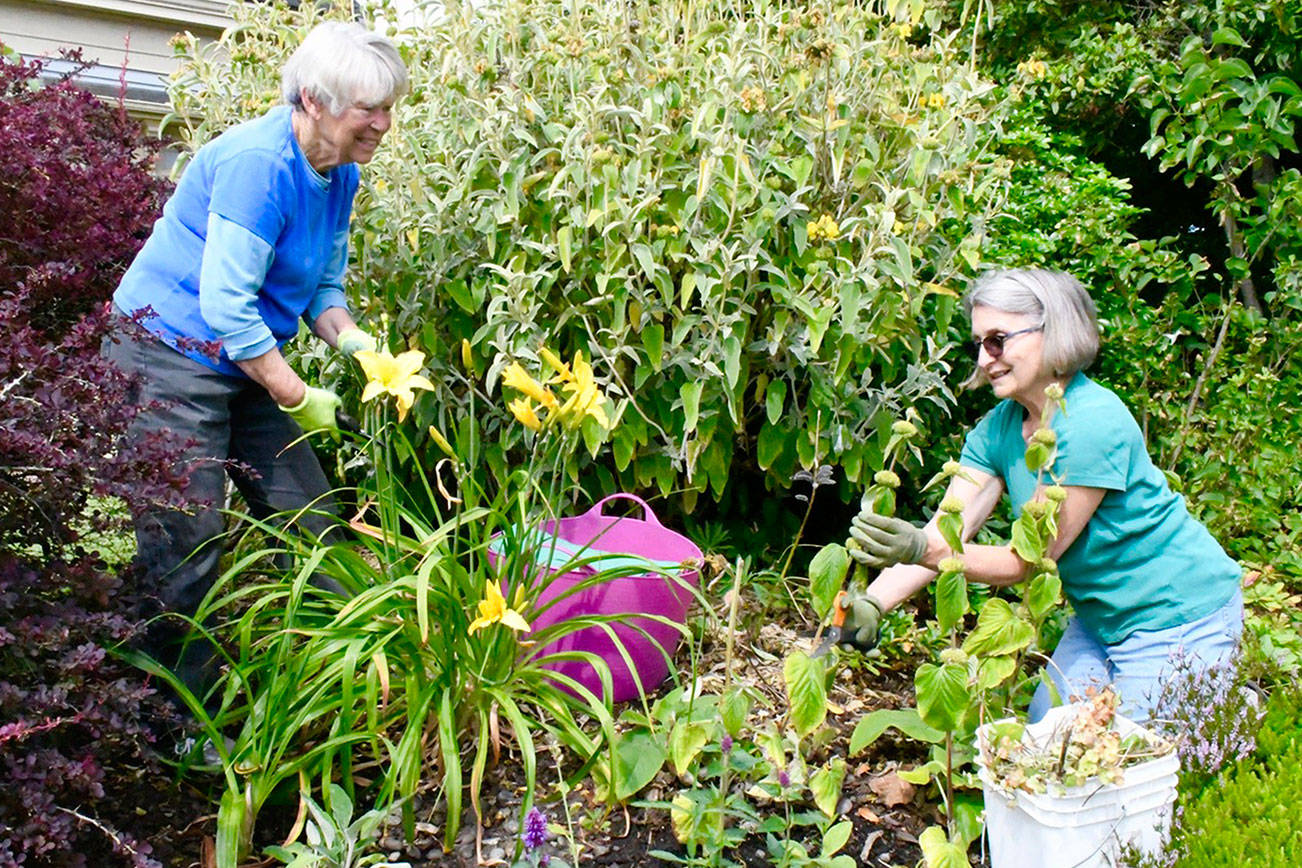 PHOTO: ‘Bookworms’ on the job in library garden in Port Townsend