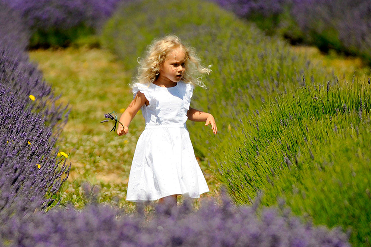 Washington Lavender extends its festival experience to 10 days