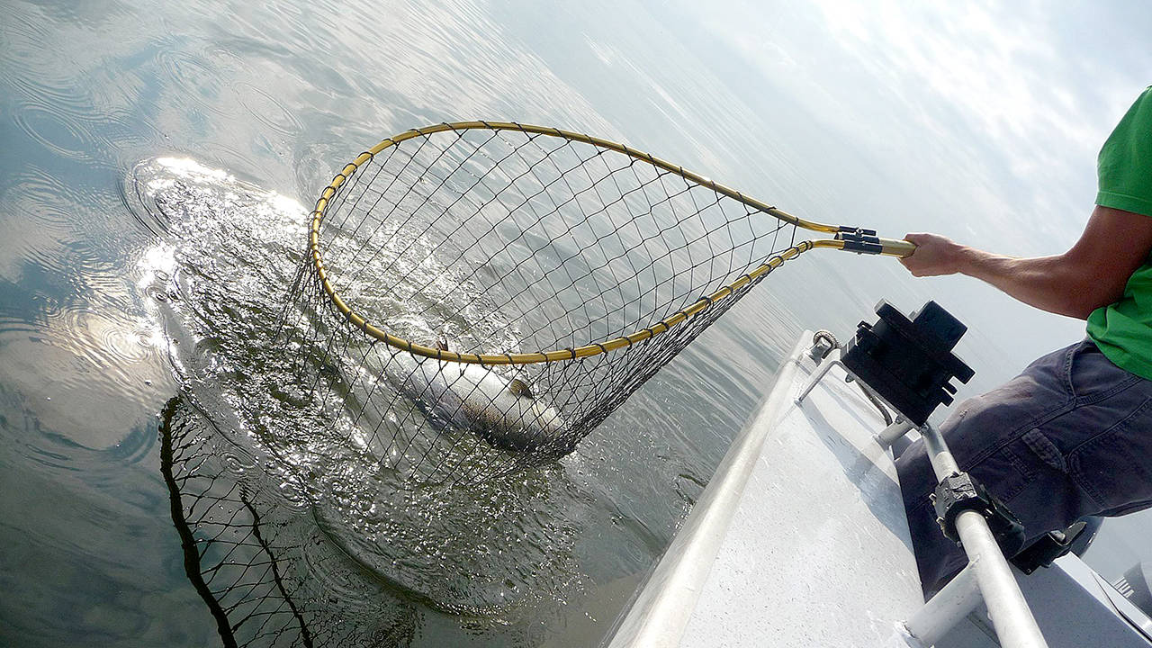 Hatchery chinook retention is underway through Sunday in the waters of Marine Area 9.
