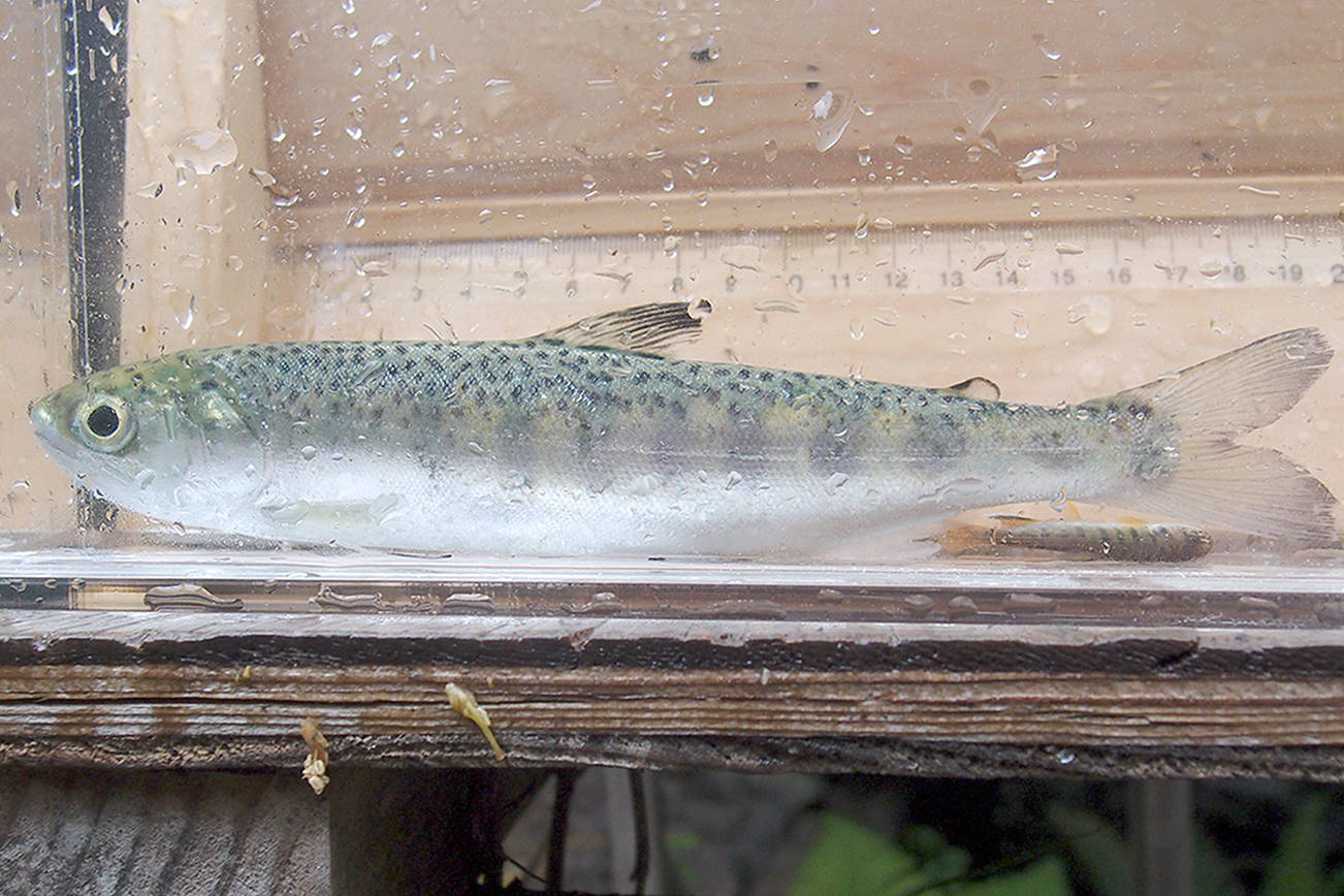 OUTDOORS: A silver smolt success story