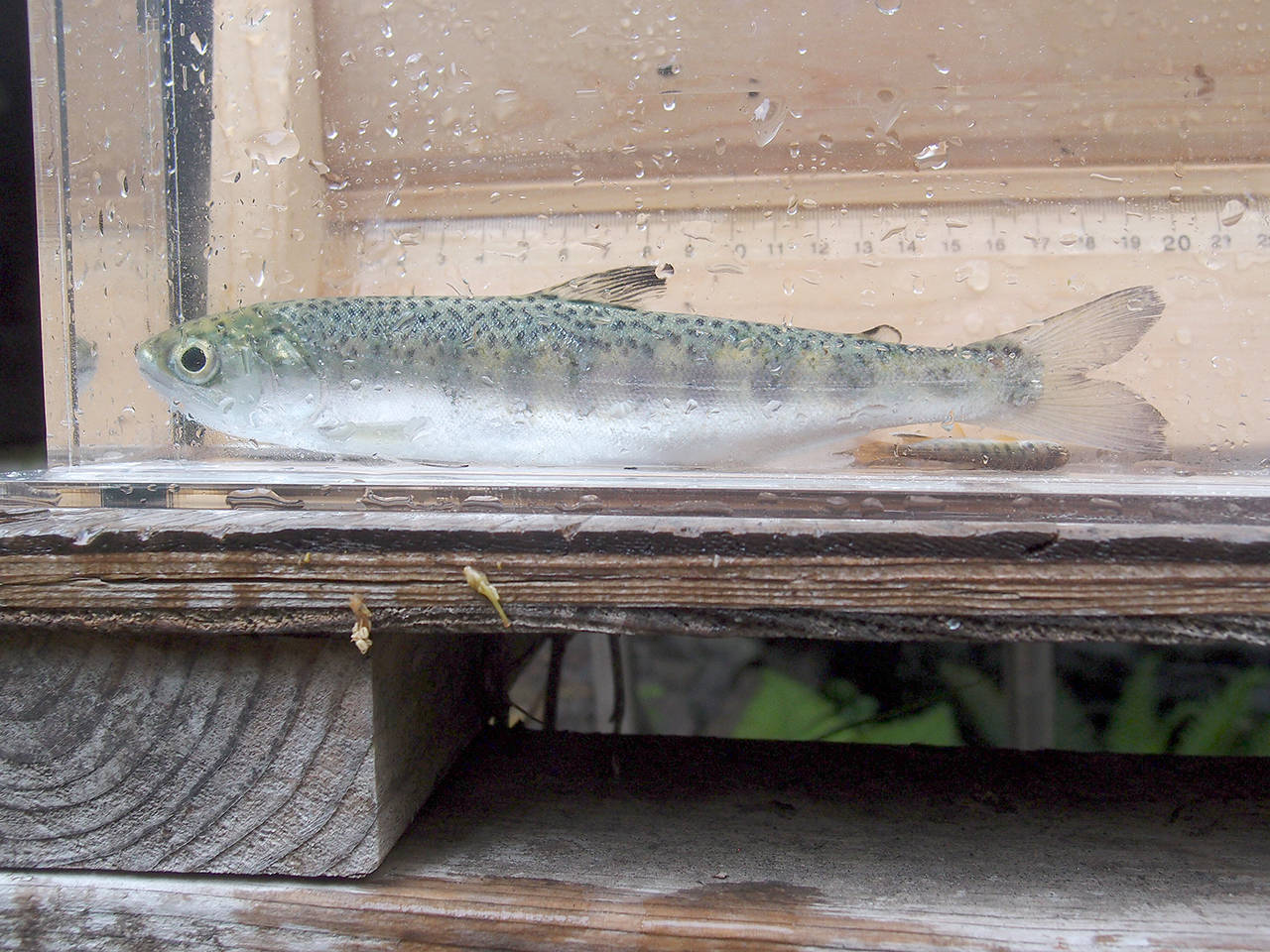 Lower Elwha Klallam Tribe A 7.8-inch coho smolt was trapped while migrating from Lake Sutherland through Indian Creek to the Elwha River.