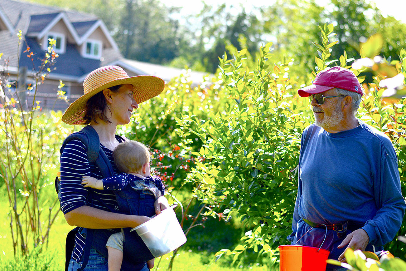 Blueberries benefiting gleaning programs across North Olympic Peninsula