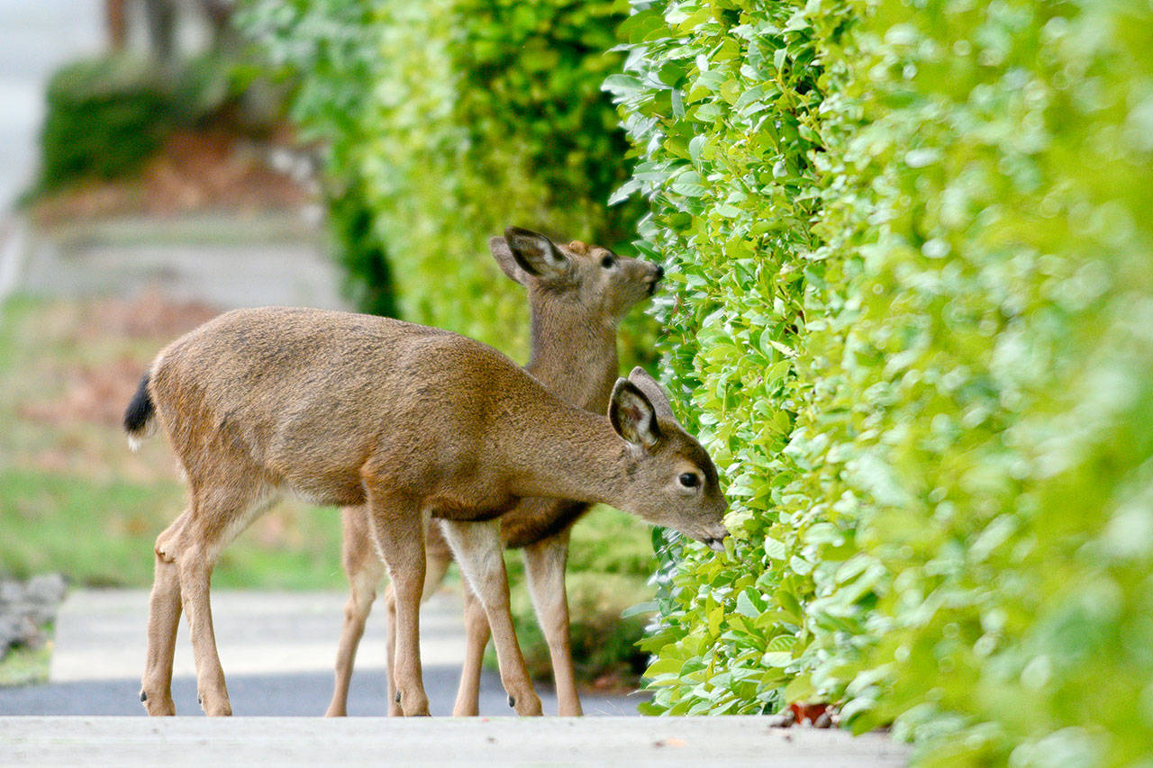 Two young deer pause for a snack on Lawrence Street in December 2017. The Port Townsend City Council passed the first reading of an ordinance Monday that added feeding wildlife to the city’s nuisance code. (Jesse Major/Peninsula Daily News file)