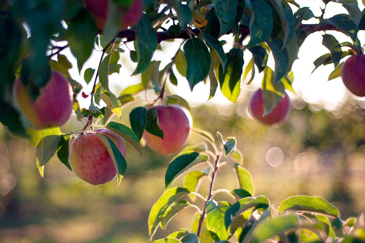 The third annual Olympic Peninsula Apply & Cider Festival will take place this weekend in East Jefferson County.