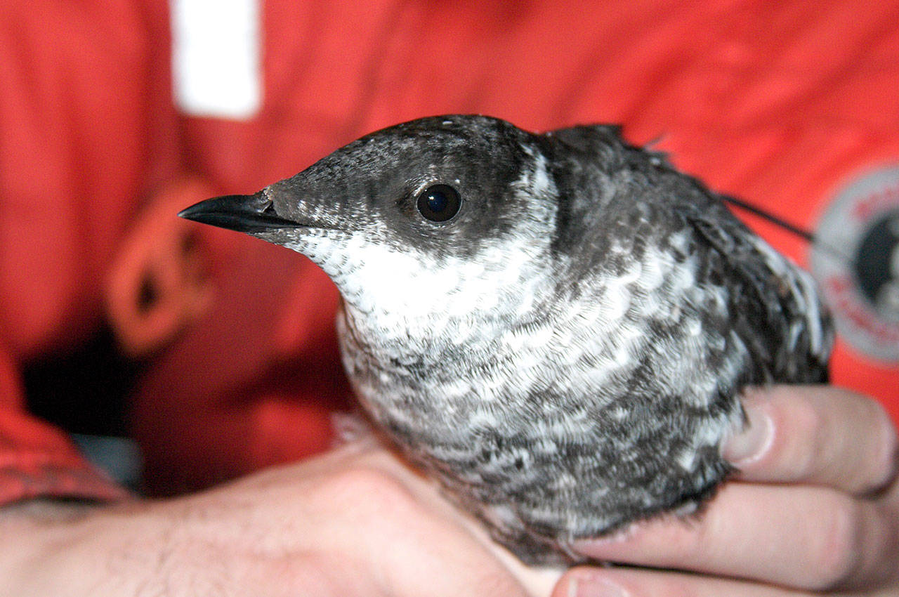 A marbled murrelet. (U.S. Department of Agriculture Forest Service)