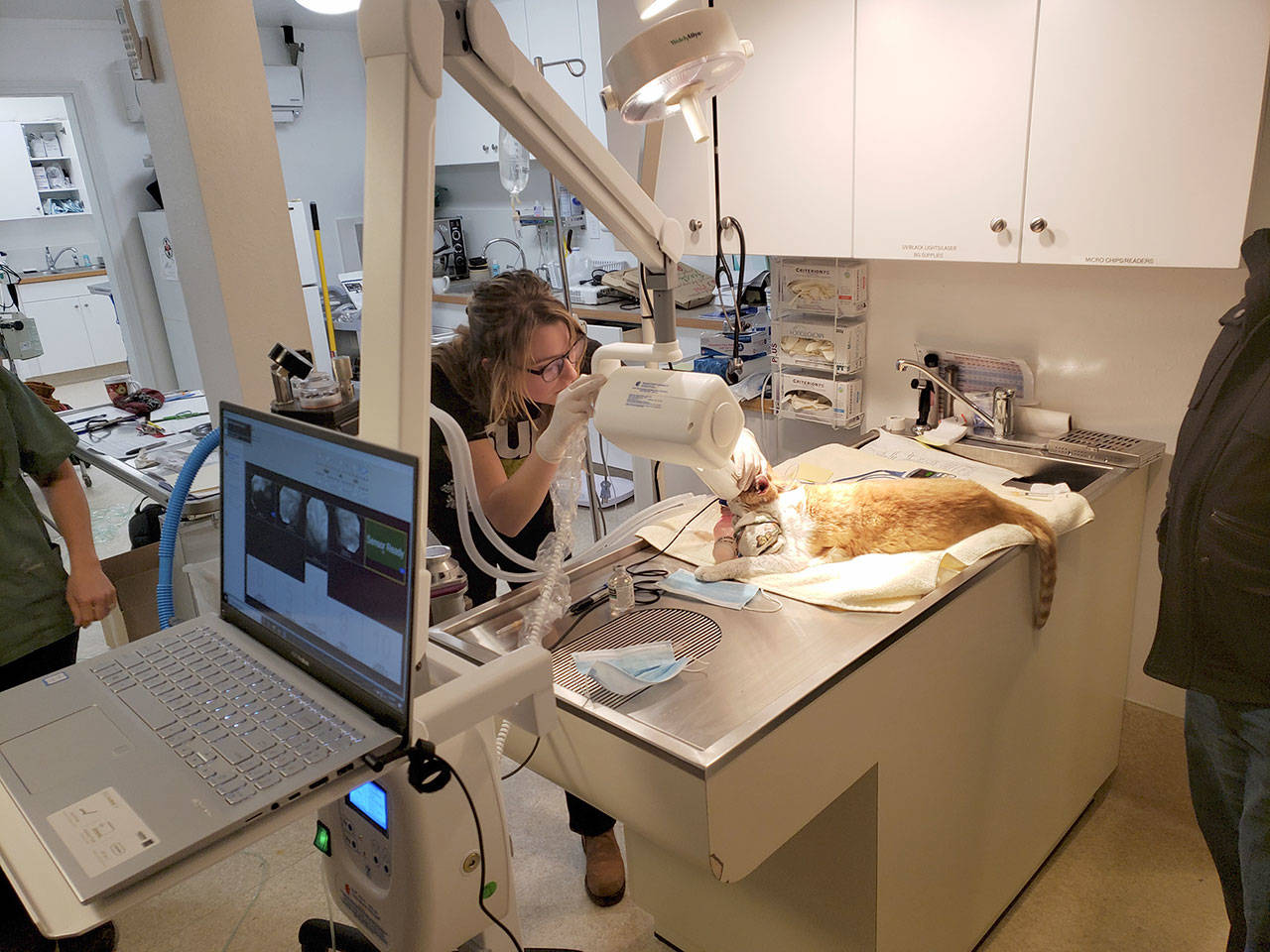 Taylor Shaffer, a licensed veterinary technician at Chimacum Vet, uses the new digital X-ray equipment during a clinic at Center Valley Animal Rescue in Quilcene. (Robert Heck)