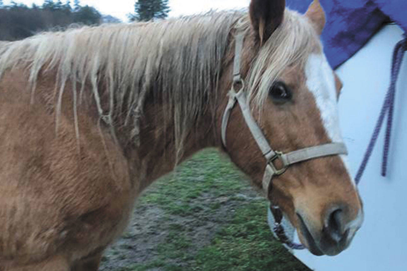 HORSEPLAY: Keeping your horse warm in the winter