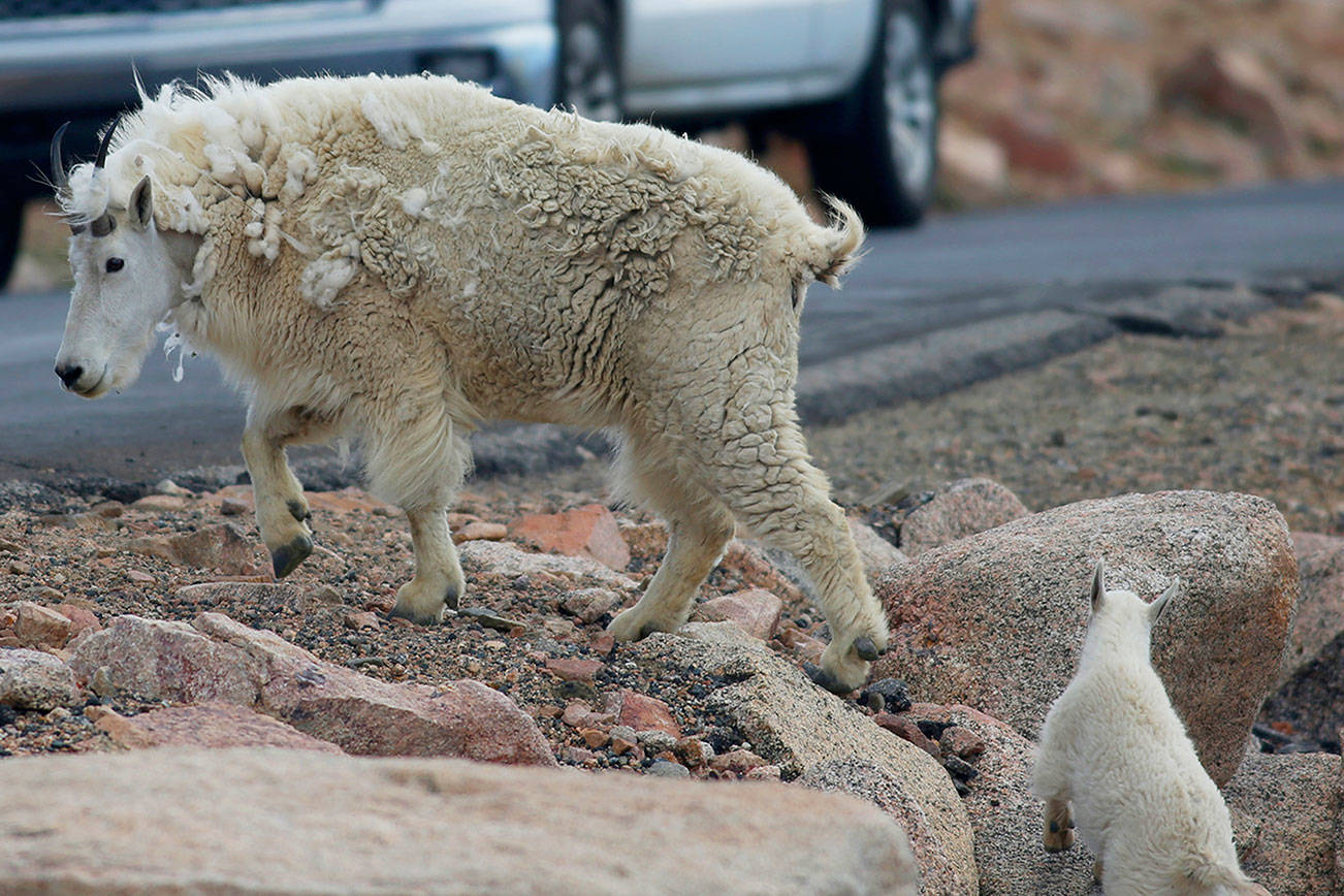 Helicopter sharpshooters to kill Grand Teton nonnative goats