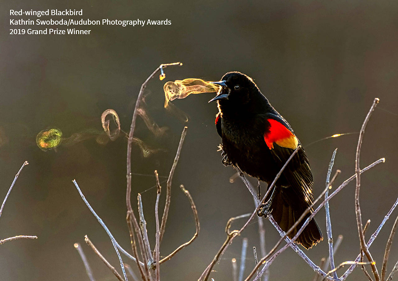 Kathrin Swoboda’s photo of a red-winged blackbrid is the grand prize winner of the 2019 Audubon Photography Awards, and it will be on “digital display” starting April 3. (Submitted photo)