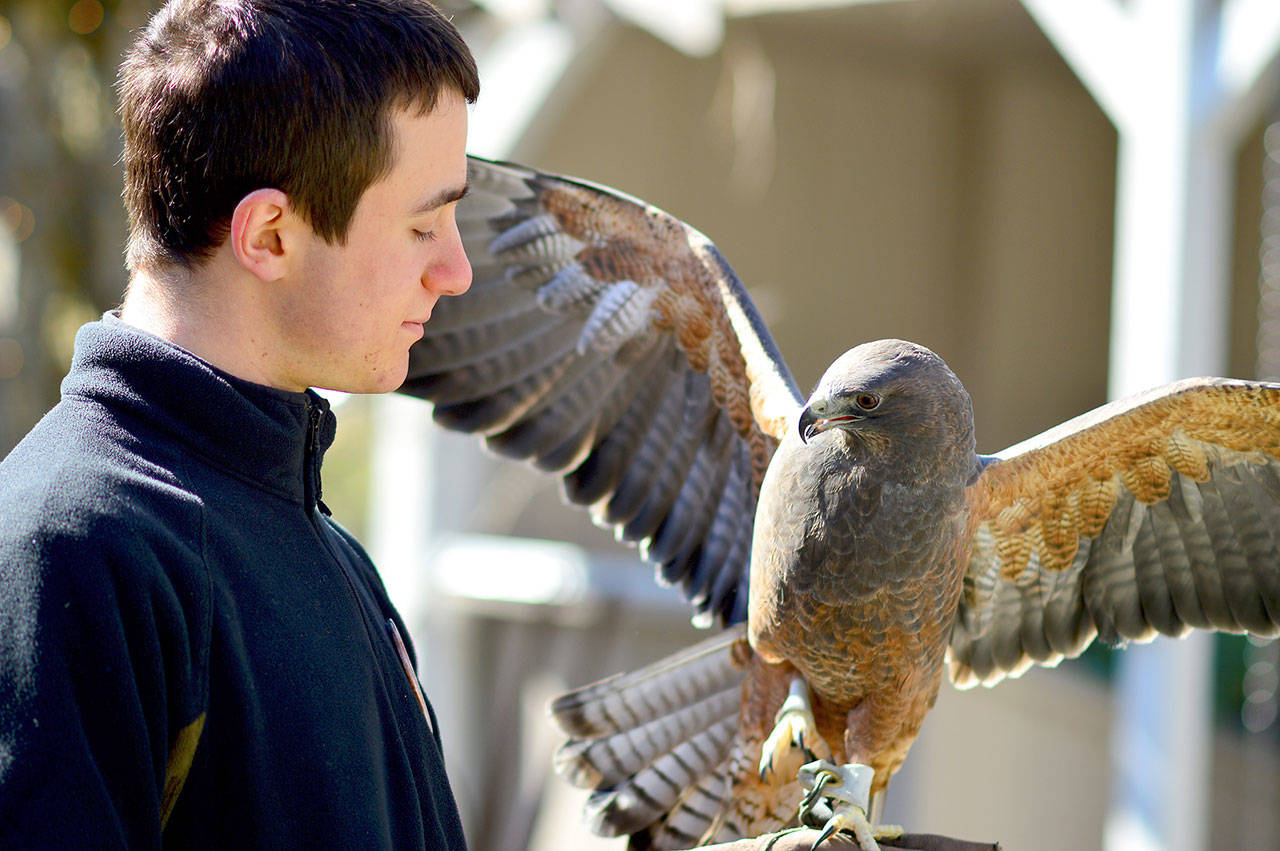 Volunteer Joseph Molotsky of Port Townsend and Swainson’s hawk Ryder attended Discovery Bay Wild Bird Rescue’s “baby bird shower” in the Wild Birds Unlimited garden a week ago. (Diane Urbani de la Paz/for Peninsula Daily News)