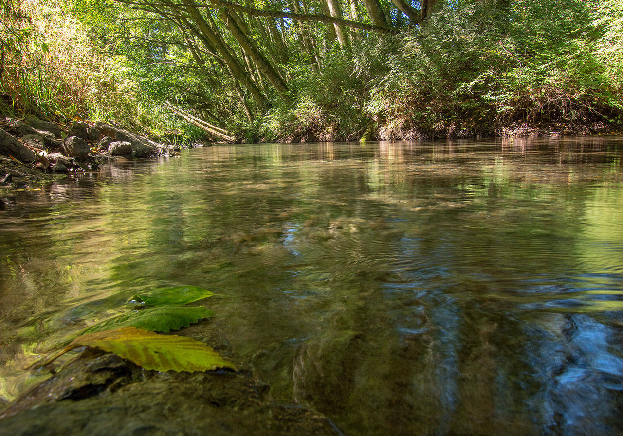 <strong>John Gussman</strong> Officials with the North Olympic Land Trust and Jamestown S’Klallam Tribe look to preserve
120 acres of farmland along the Dungeness River. The purchase was finalized March 20. As part of the agreement, tribal officials aim to restore the river’s floodplain and habitat for endangered and threatened fish. Officials with the North Olympic Land Trust and Jamestown S’Klallam Tribe plan to preserve 120 acres of farmland along the Dungeness River. As part of the agreement, tribal officials look to restore the river’s floodplain and habitat for endangered and threatened fish. (Photo courtesy of John Gussman)