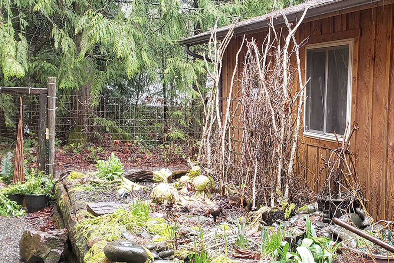 A trellis on the back side of the sunbeams takes little room, shades no plants and lettuce planted at the base further utilizes space. (Andrew May/For Peninsula Daily News)