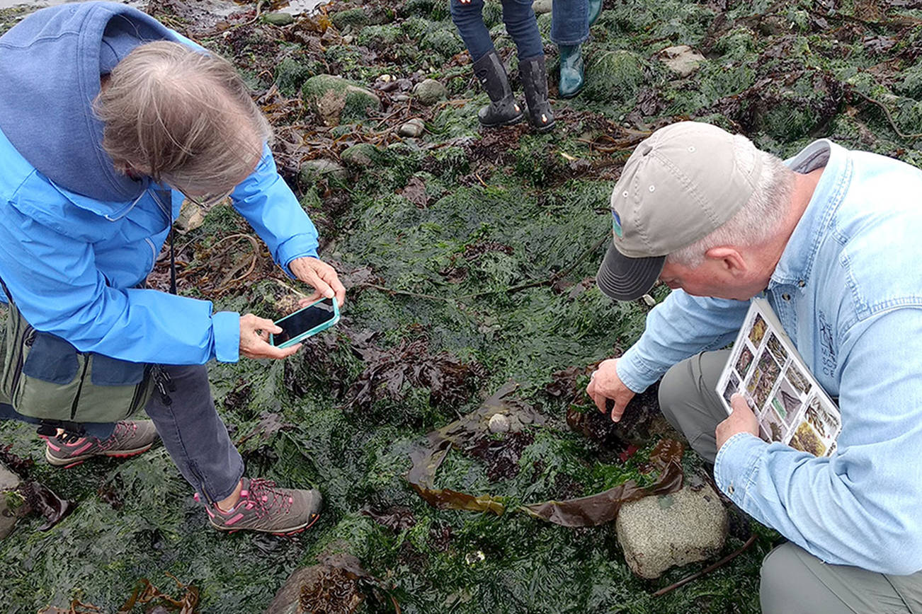 Port Townsend Marine Science Center prepares for BioBlitz in May