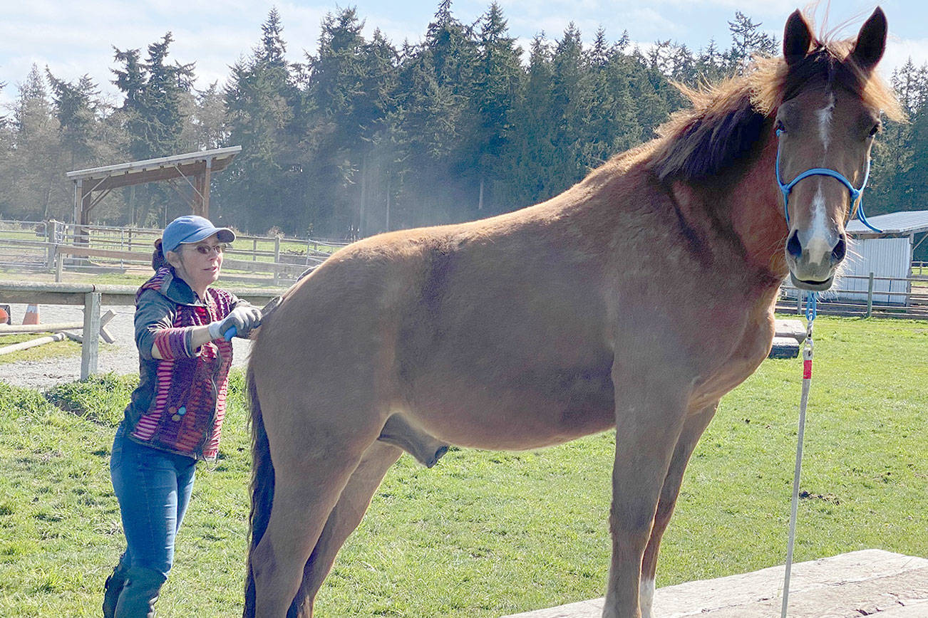 HORSEPLAY: Using your extra time to bond with your horse