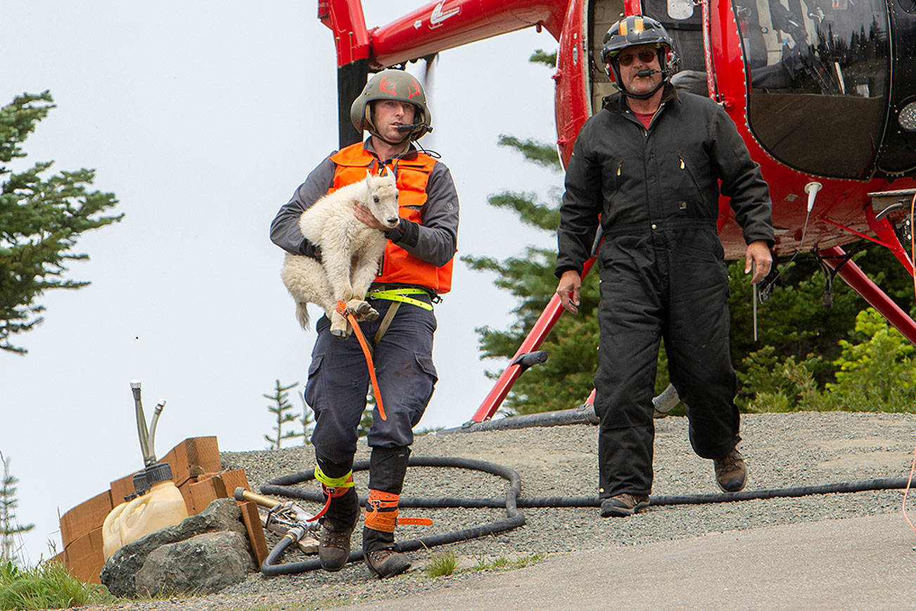 Park seeks sharpshooters for goat culling