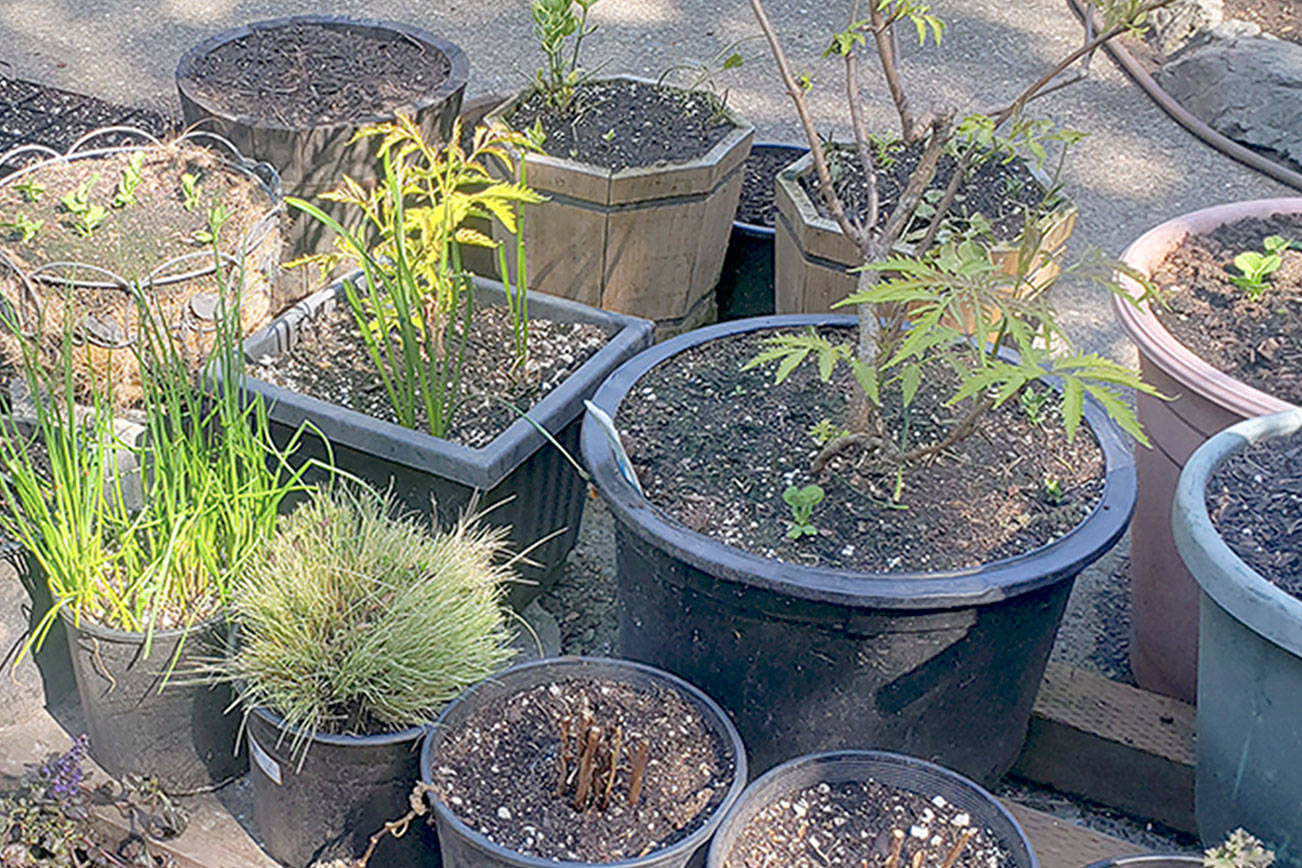 A GROWING CONCERN: Container enthusiasm for flowers and vegetables