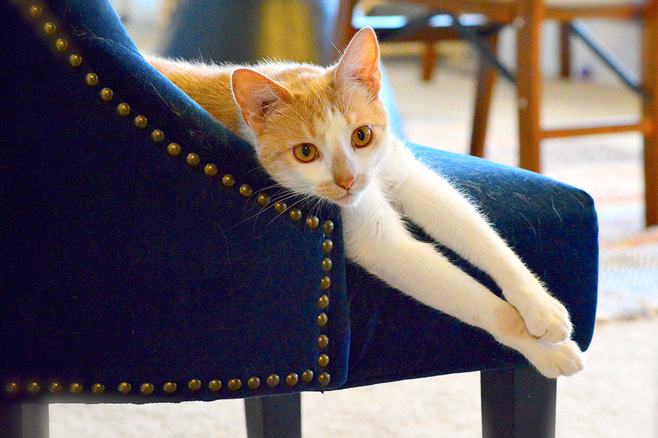 Pet food bank, cat adoptions reopen at Safe Haven