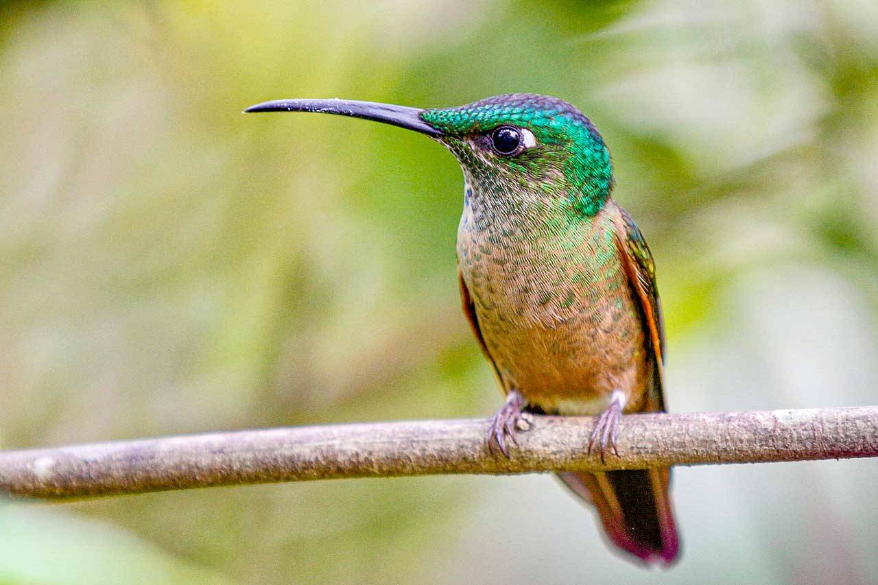 Photographs of hummingbirds will be offered by Beverly McNeil when the Port Townsend Gallery reopens Friday.