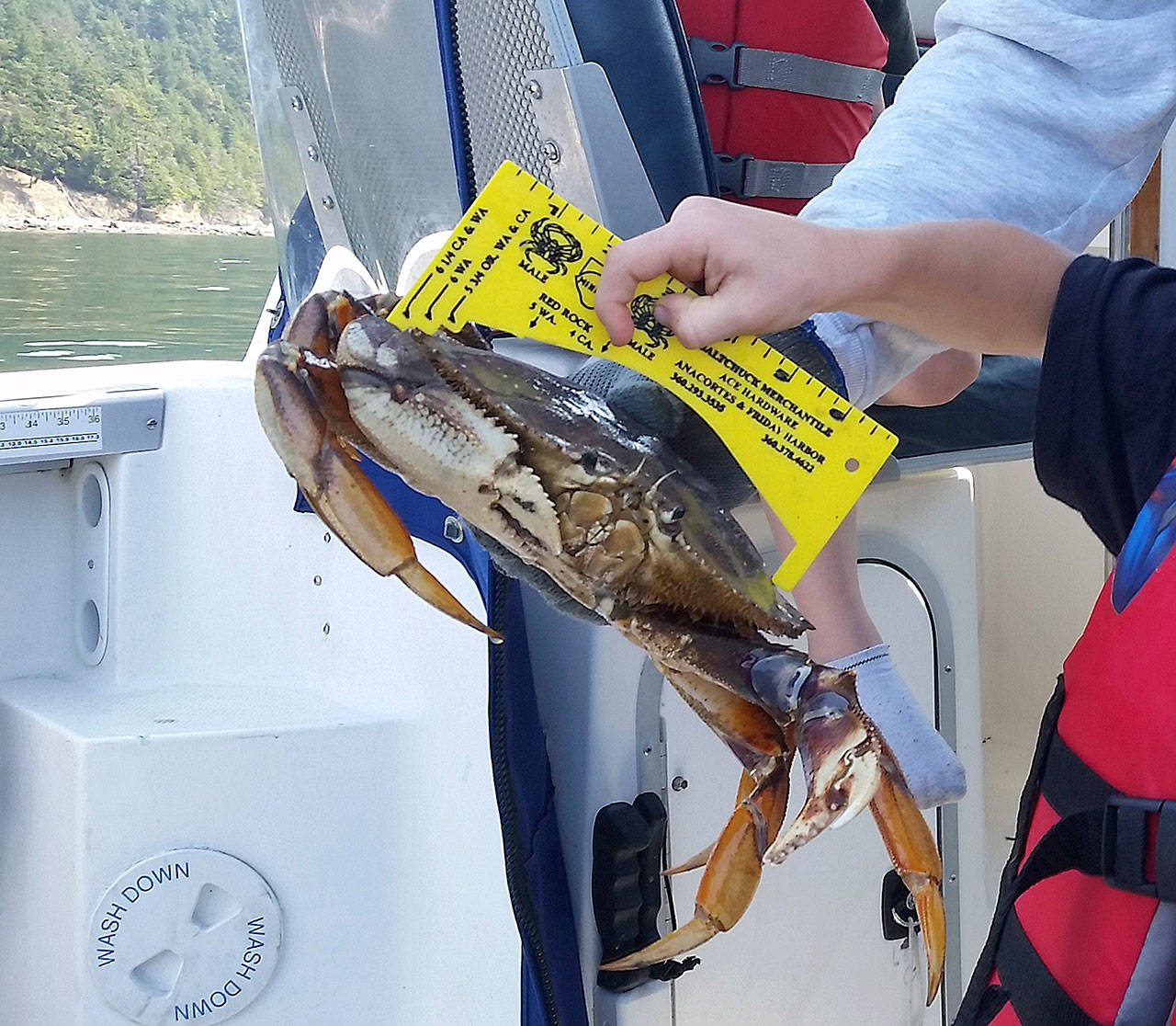 Department of Fish and Wildlife Crabbing season in much of the Strait of Juan de Fuca and Puget Sound area begins Thursday.