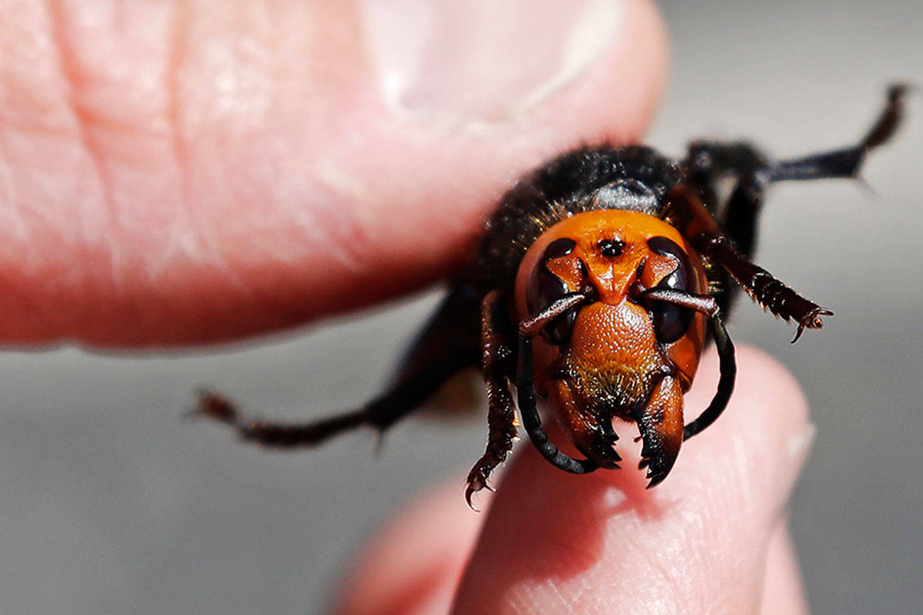 First Asian giant hornet found in Washington state trap