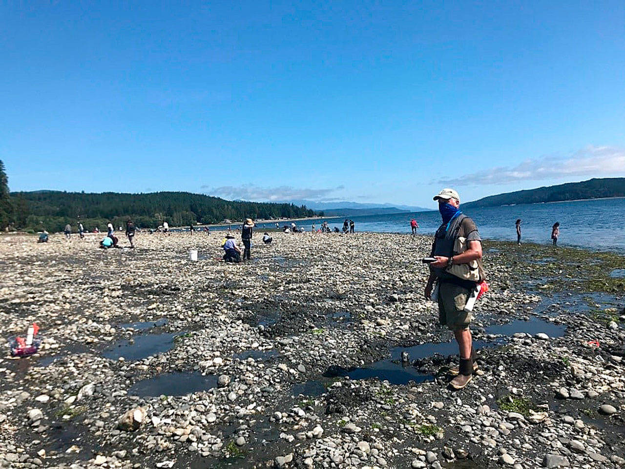 Oysters are collected on a Hood Canal beach. (Washington Department of Fish and Wildlife)