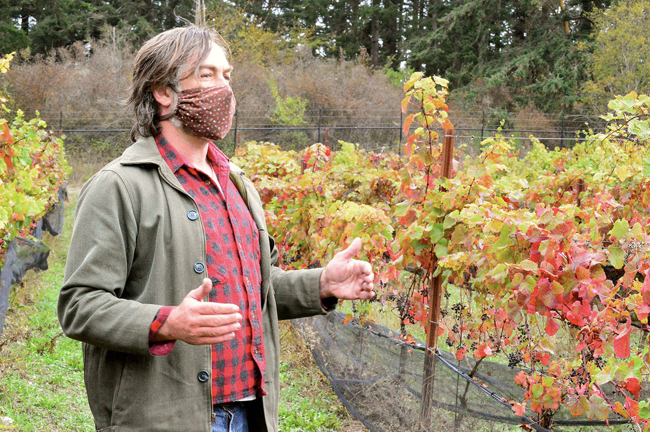 On land at the center of town, Port Townsend Vineyards winemaker Ben Thomas works with grapes from all over Europe. (Diane Urbani de la Paz /for Peninsula Daily News)