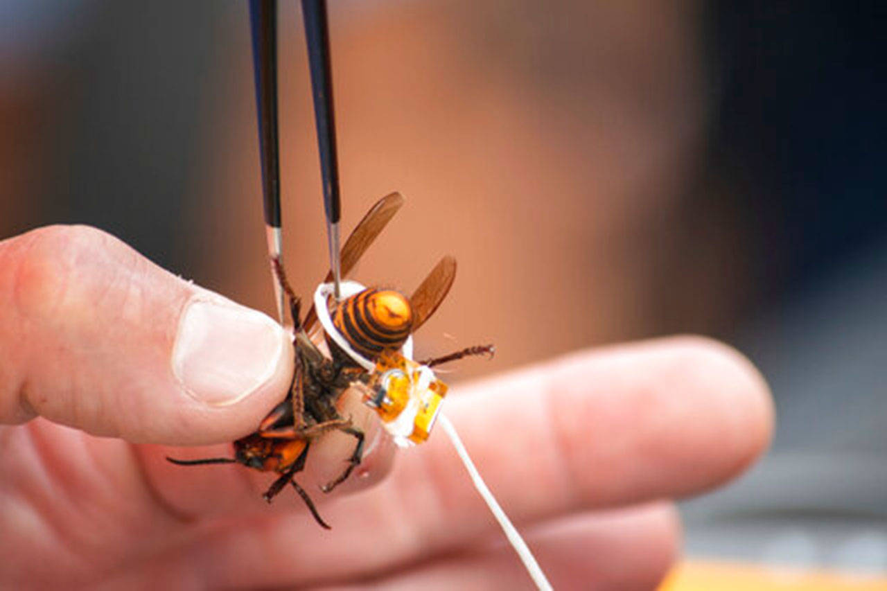 In this Oct. 7, 2020, photo provided by the Washington State Department of Agriculture, a live Asian giant hornet is affixed with a tracking device before being released near Blaine, Wash. Washington state officials say they were again unsuccessful at live-tracking an Asian giant hornet while trying to find and destroy a nest of the so-called murder hornets. The Washington State Department of Agriculture said Monday, Oct. 12, 2020, that an entomologist used dental floss to tie a tracking device on a female hornet, only to lose signs of her when she went into the forest. (Karla Salp/Washington State Department of Agriculture via AP)