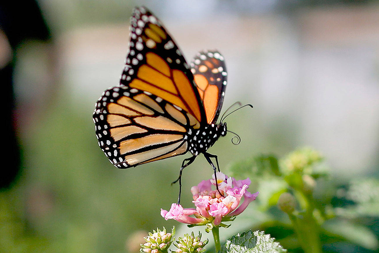FILE - This Aug. 19, 2015, file photo, shows a monarch butterfly in Vista, Calif. The number of western monarch butterflies wintering along the California coast has plummeted to a new record low, putting the orange-and-black insects closer to extinction, researchers announced Tuesday, Jan. 19, 2021. A recent count by the Xerces Society recorded fewer than 2,000 butterflies, a massive decline from the millions of monarchs that in 1980s clustered in trees from Marin County to San Diego County. (AP Photo/Gregory Bull, File)