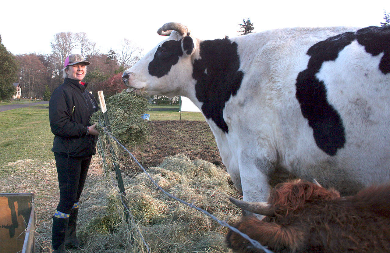 When Lindsey Crouse moved her family and horse rescue operation from Ramona, Calif., to Sequim, she also brought her Cowboy with her. Standing at 76.5 inches he’s the world’s biggest steer, in contrast to Crouse who is 68 inches tall. Visitors are welcome to drive by to see him at his pasture Serenity Acres Horse Rehabilitation at 123 Ward Lane in Sequim. (Karen Griffiths/for Peninsula Daily News)